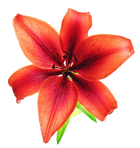 Beautiful lily isolated — Stock Photo, Image