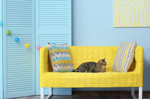 grey cat on sofa 