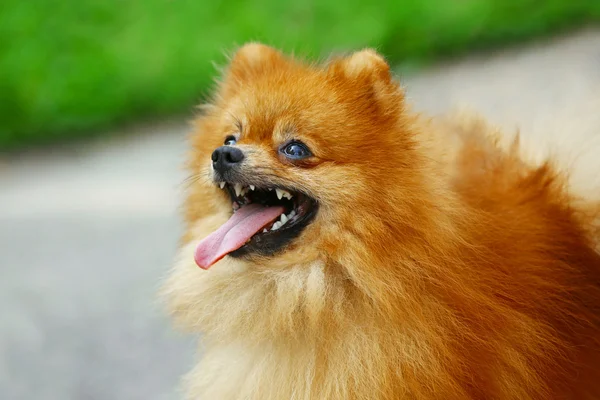 Cute fluffy dog — Stock Photo, Image