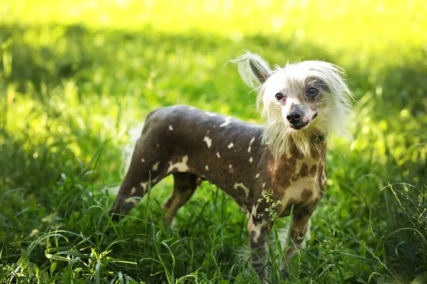 Cane Crested cinese — Foto Stock