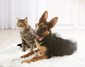 Картина, постер, плакат, фотообои "cute cat and funny dog", артикул 117786354