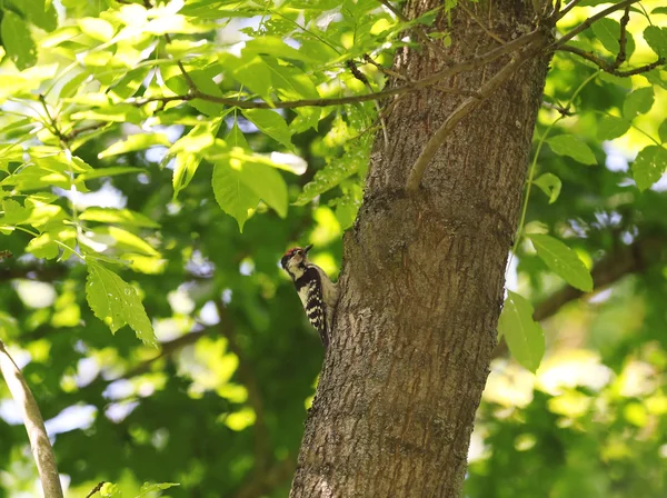 Groen bos in de zomer — Stockfoto