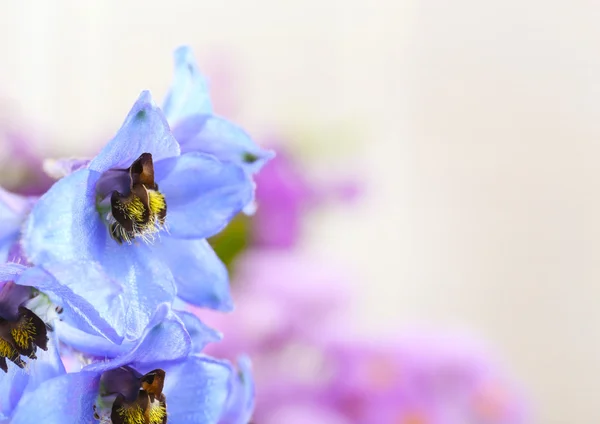 Flor delphinium azul — Fotografia de Stock