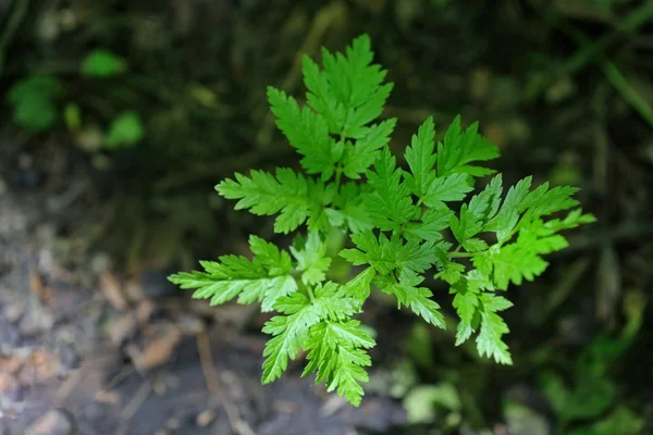 Wild green leaf — Stock Photo, Image