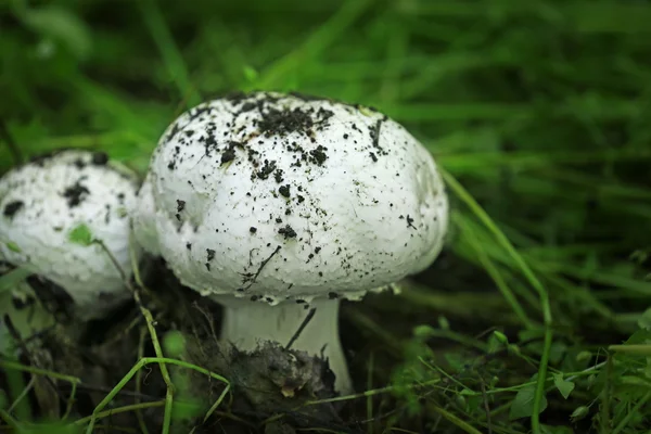 在森林里的新鲜蘑菇 — 图库照片