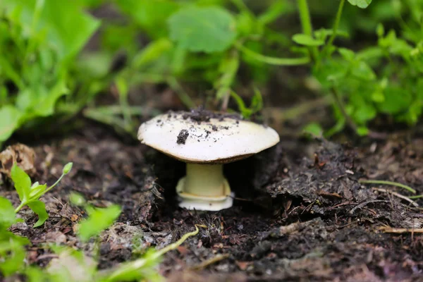 Frisk champignon i en skov - Stock-foto