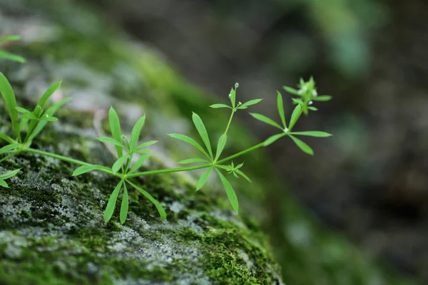 Plant over groene mos — Stockfoto