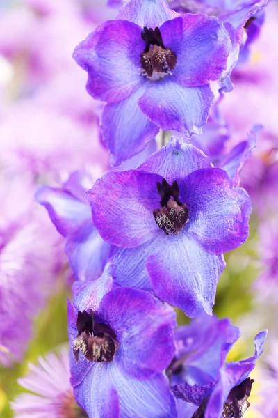 Fleurs Delphinium bleues — Photo