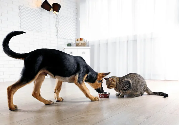 cat and funny dog eating food