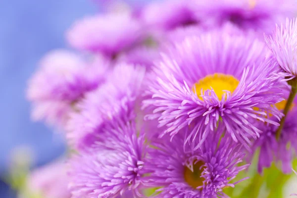 Vacker violett prästkragar — Stockfoto