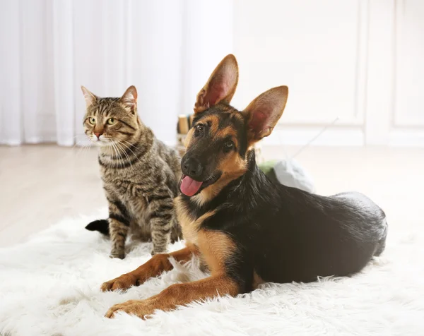Симпатичная кошка и забавная собака — стоковое фото