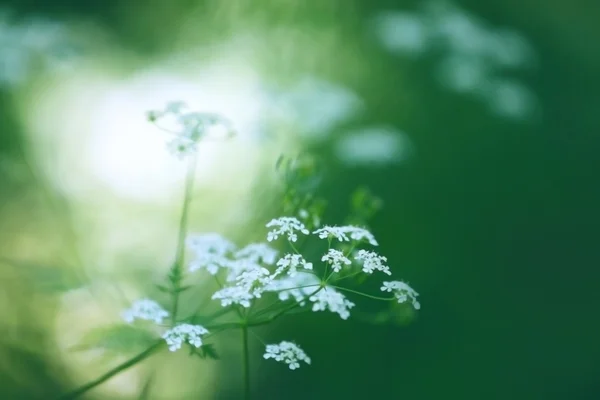 Flores silvestres en un bosque — Foto de Stock