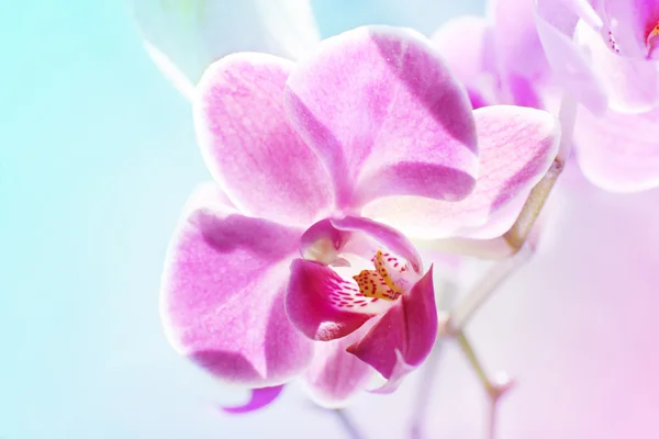 Красиві квіти орхідеї — стокове фото