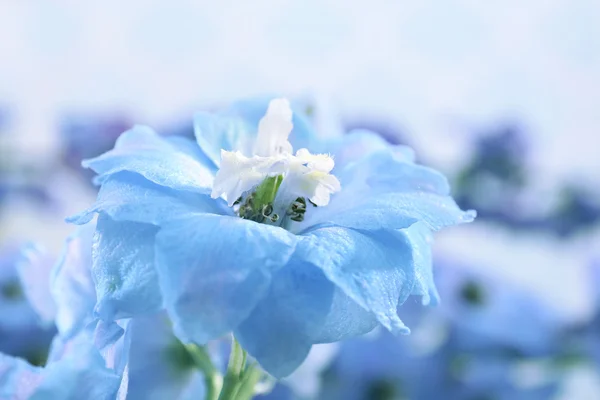 Hermosas flores azules — Foto de Stock