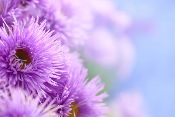 Margaridas violetas bonitas — Fotografia de Stock