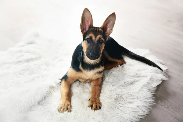 Hund herde på mattan — Stockfoto