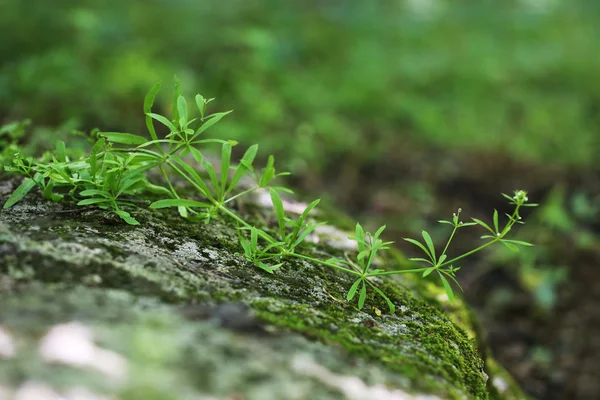 Pianta sopra muschio verde — Foto Stock