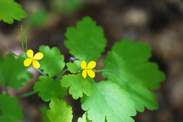 Fiori selvatici in una foresta — Foto Stock