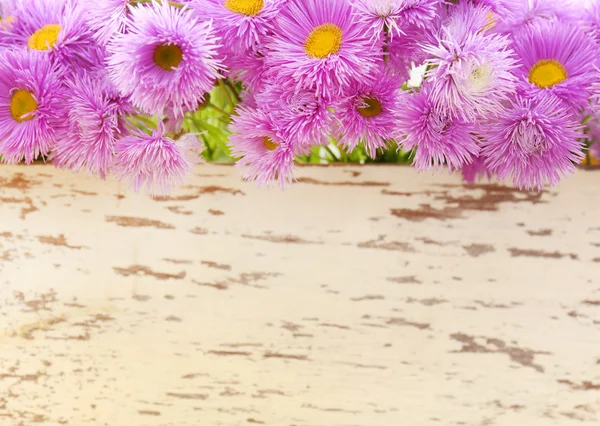 Vackra violetta blommor — Stockfoto