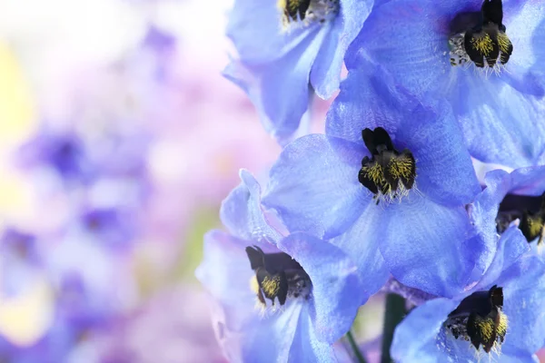 Delphinium niebieski kwiaty — Zdjęcie stockowe