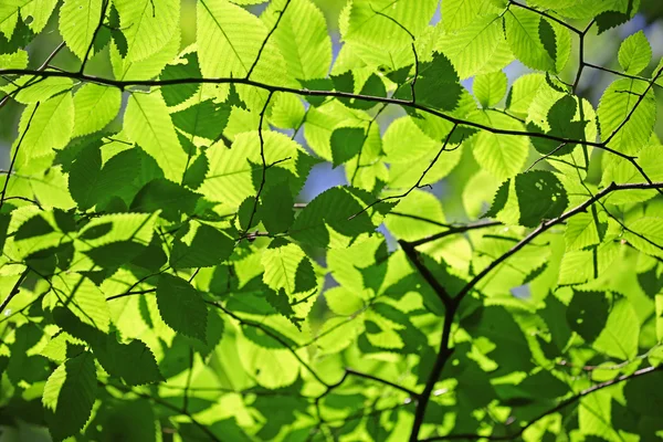 Folhas e ramos verdes — Fotografia de Stock