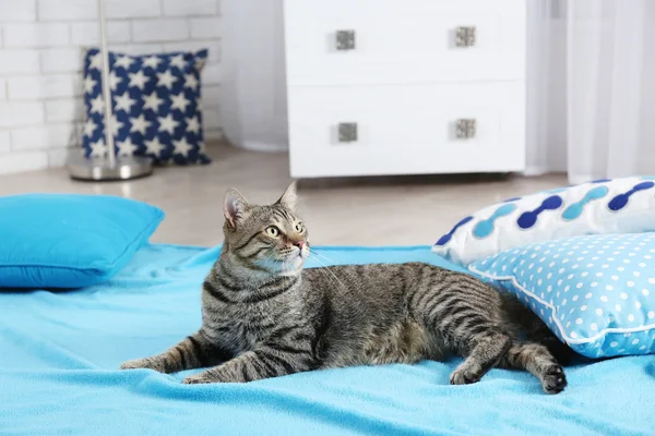 Tabby-Katze entspannt — Stockfoto