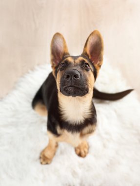 Sevimli köpek çoban