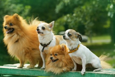 Sevimli köpek park