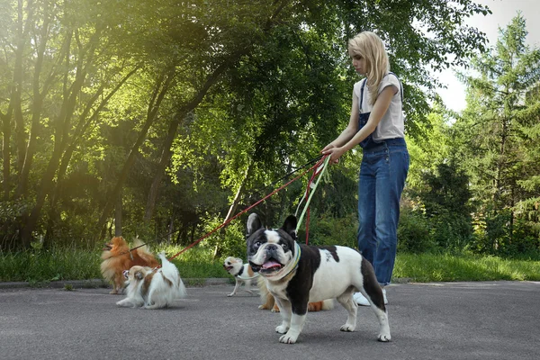 Mulher andando cães — Fotografia de Stock