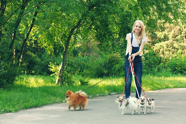 Woman walking dogs — Stock Photo, Image