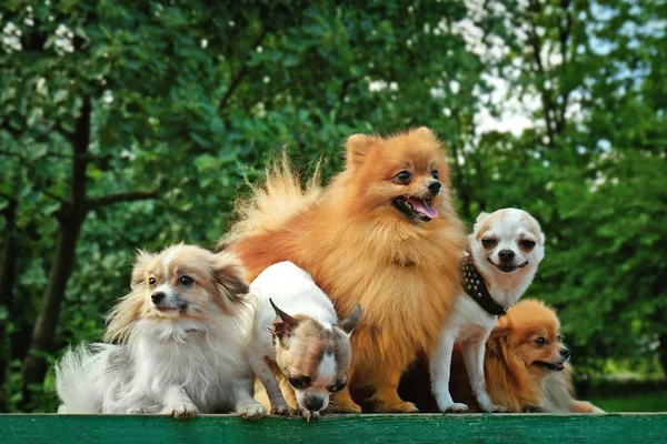Słodkie psy w parku — Zdjęcie stockowe