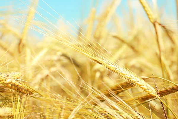 Zlatá pšenice na pozadí oblohy — Stock fotografie