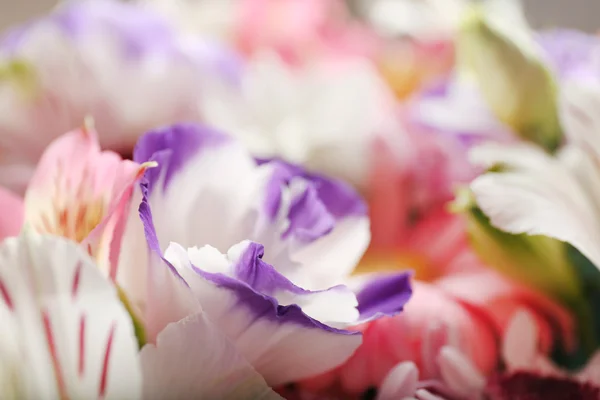 Lindas flores de eustoma — Fotografia de Stock