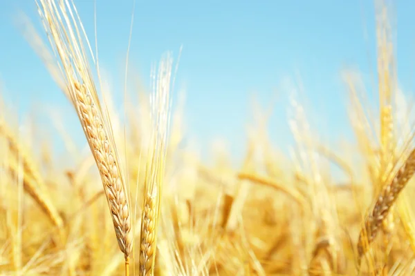 空を背景に黄金の小麦 — ストック写真