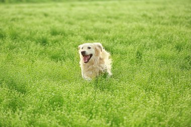 Alanındaki sevimli av köpeği