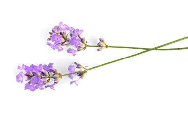 Lavanta çiçek ışık