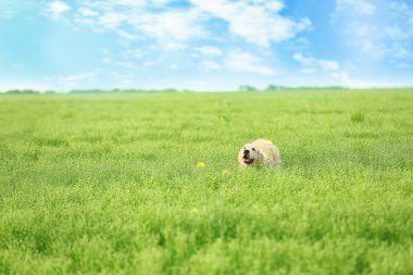 Alanındaki sevimli av köpeği