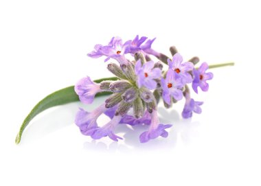 Lavanta çiçek ışık