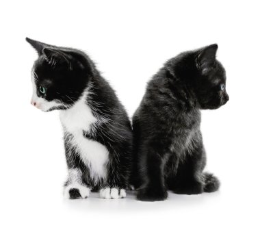 Sevimli küçük kediler