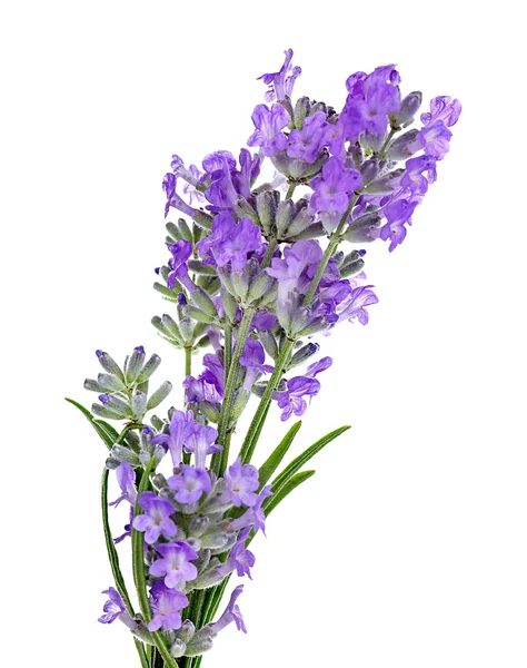 Lavendel bloemen op licht — Stockfoto