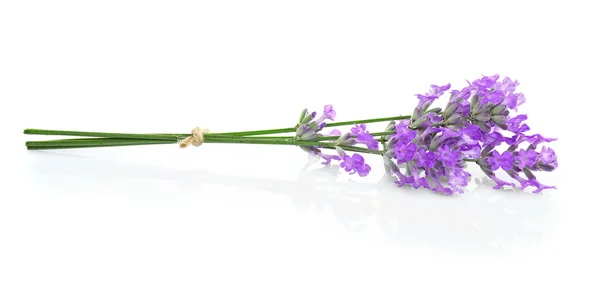 Fiori di lavanda su luce — Foto Stock