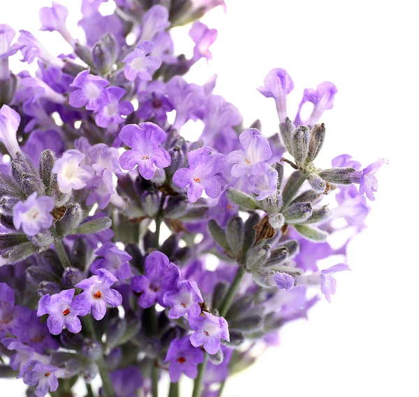 Boeket van lavendelbloemen — Stockfoto