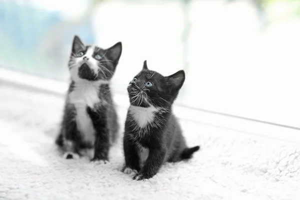 Carino piccoli gatti — Foto Stock