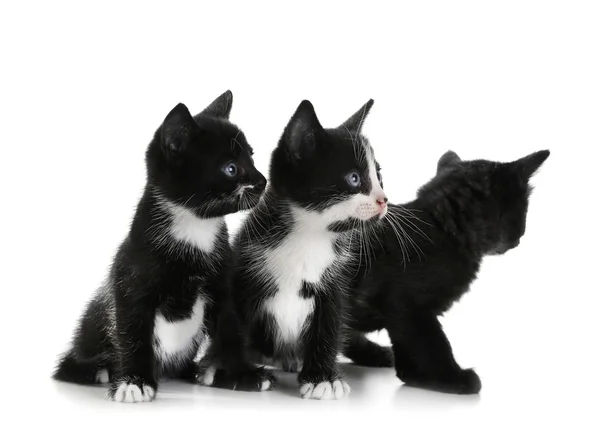 Cute small cats — Stock Photo, Image