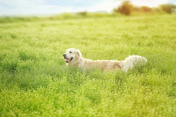 Schattig retriever in veld — Stockfoto