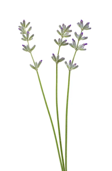 Lavendel blommor på ljus — Stockfoto