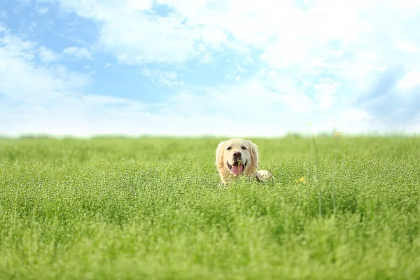 Schattig retriever in veld — Stockfoto