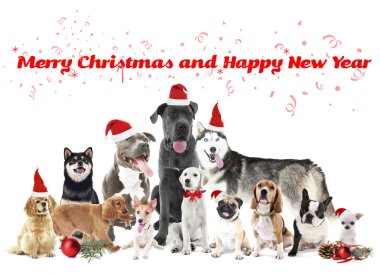 Komik Noel köpekler.