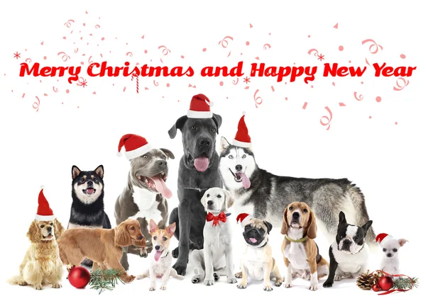 Funny christmas dogs. — Stock Photo, Image