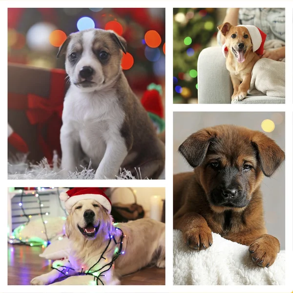 Chiens drôles avec chapeaux de Père Noël — Photo